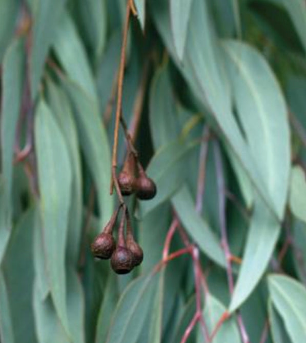 Eucalyptus Organic Essential Oil - Airome